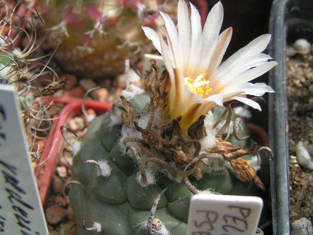 Turbinicarpus schwarzii